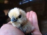 新しいうこぴよさんが孵化したうこ＼(^o^)／  ／ 烏骨鶏（うこっけい/ウコッケイ）写真集UcoPic