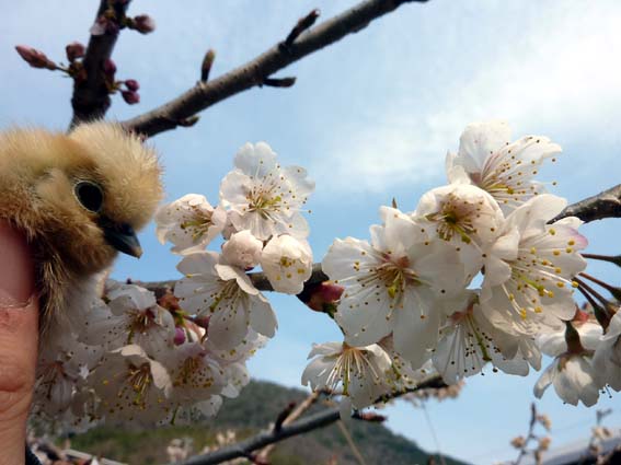 さくらんぼの花が綺麗ぴよ(＊⁰⊖⁰) 　はる～ ⋛⋋( 'Θ')⋌⋚ ／ 烏骨鶏（うこっけい/ウコッケイ）写真集UcoPic