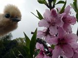 雨上がりだけど桃の花も満開になってるぴよ(*´θ`)！ ／ 烏骨鶏（うこっけい/ウコッケイ）写真集UcoPic