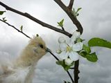 天気の悪い中、リンゴの花が咲いてたぴよ(*´θ`)！  ／ 烏骨鶏（うこっけい/ウコッケイ）写真集UcoPic