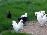 大人の烏骨鶏さん、外でのんびり～(´ω｀) ／ 烏骨鶏（うこっけい/ウコッケイ）写真集UcoPic
