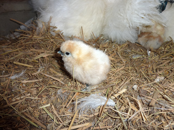 今日、新しく烏骨鶏のひよこ、孵化したぴよ٩(⁰⊖⁰)۶ ／ 烏骨鶏（うこっけい/ウコッケイ）写真集UcoPic