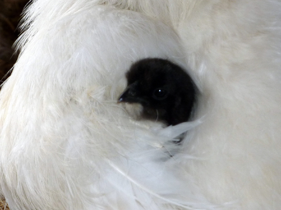 (_ _).。ｏ 僕が白いお母さんに隠れると目立つぴよ・・ ／ 烏骨鶏（うこっけい/ウコッケイ）写真集UcoPic