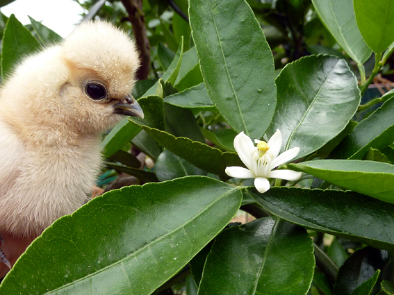 ライムの花が咲いてるぴよ(*´θ`)！  ／ 烏骨鶏（うこっけい/ウコッケイ）写真集UcoPic