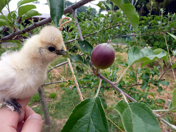 リンゴの実が大きくなってきてるぴよ(＊⁰⊖⁰) ／ 烏骨鶏（うこっけい/ウコッケイ）写真集UcoPic