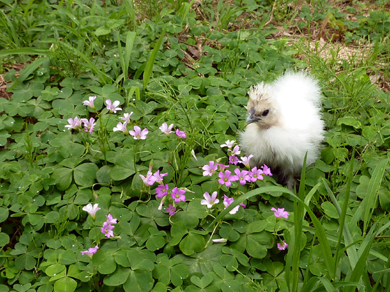 カタバミの花が咲いてるぴよ(*´∀｀*) 　　（ゆず ‏@u_zu さん、教えてくださってありがとううこ♪） ／ 烏骨鶏（うこっけい/ウコッケイ）写真集UcoPic