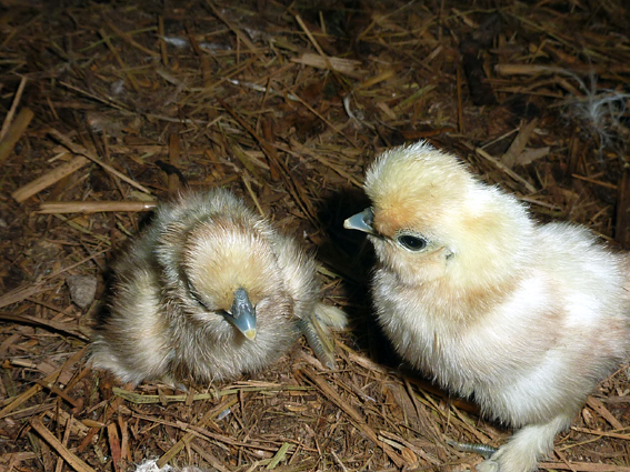 新しい烏骨鶏のひよこが誕生したうこ٩(⁰⊖⁰)۶ ／ 烏骨鶏（うこっけい/ウコッケイ）写真集UcoPic