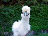 (_ _).。ｏ 大きくなったらアルパカになれないかな･･ ／ 烏骨鶏（うこっけい/ウコッケイ）写真集UcoPic